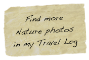 Find more Nature photos in my Travel Log
